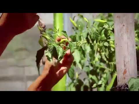 Liga Road to Badung IFC || MANDALA UNITED VS SSB BIRLIAN