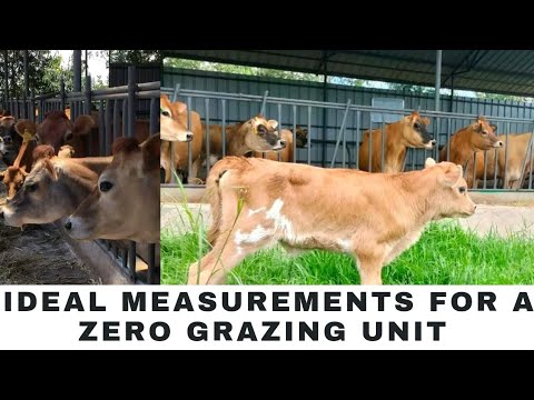 Zero Grazing Unit Construction: Essential Tips & Measurements