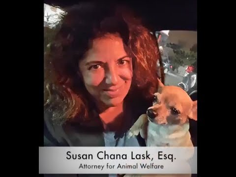 Puppy Mill Owner Says He Gets Thousands Per Puppy