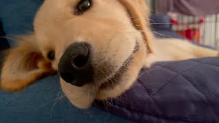 As a baby, he will be four months old tomorrow【Golden retriever puppy】