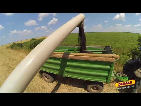 Testimonial Ilie Batea - rapita DEKALB