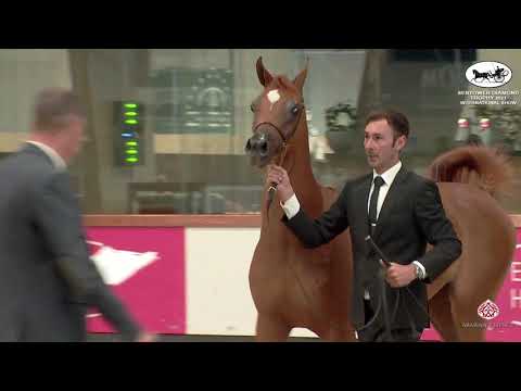 N 43 HANEEN AL DAWLA   Sentower Diamond Trophy 2021   International Show   Yearling Fillies Class 1