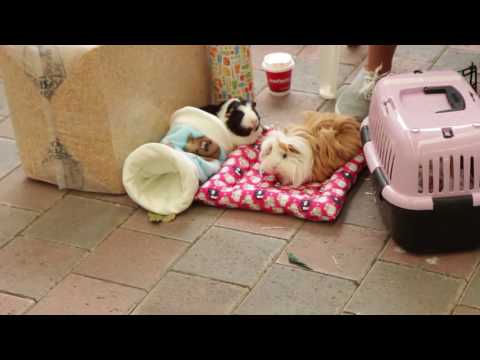 Caring for Long Haired Guinea Pigs