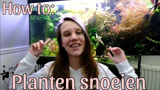 Hoe snoei je Aquariumplanten in Aquascape (terug) in vorm? Stap voor stap uitgelegd! //Nickey//