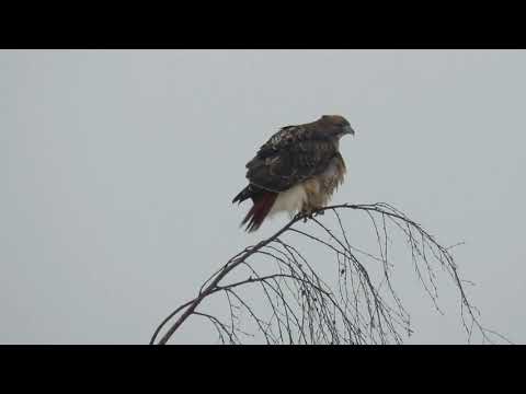 Fluffy red tailed hawk