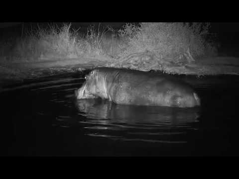 Djuma: Hippo with injured leg leaves the pan - 04:54 - 07/15/19