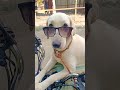 Gore Gore Mukhde Pe Kala Kala Chashma Shorts Viral Funny Trending Roshmi