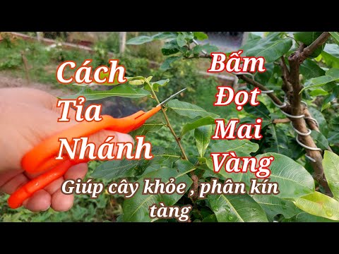 Tỉa nhánh cho mai vàng , bấm đọt mai vàng , giúp cây mai vàng khỏe mạnh