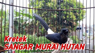 Download lagu MURAI MUDA HUTAN GACOR mp3 Download lagu MURAI MUDA HUTAN GACOR mp3