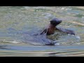 Swimming Bat Flying Fox Doing The 50m Butterfly In The River Torrens