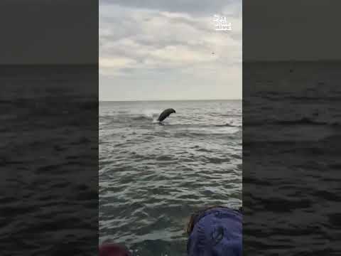 Des dauphins étonnants nagent le long du bateau d'excursion