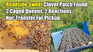 Roadside Sweet Clover Patch Found, 2 Caged Queens...2 Reactions, Nuc Transfer For Pickup