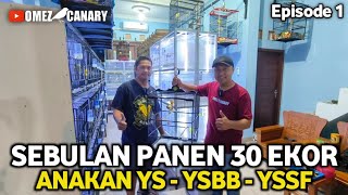 Download lagu IMPIAN SEMUA ORANG‼️Ternak lancar panen 30 ekor Yorkshire dan Hybrid | wanto jogja episode 1 mp3 Download lagu IMPIAN SEMUA ORANG‼️Ternak lancar panen 30 ekor Yorkshire dan Hybrid | wanto jogja episode 1 mp3