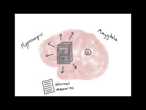 Brain Model of PTSD - Psychoeducation Video