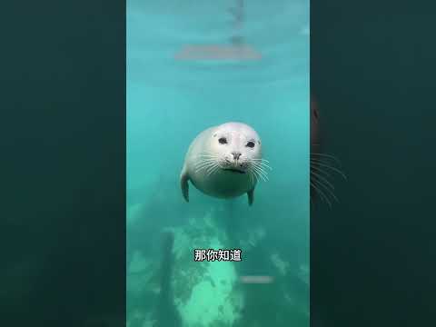 海狮有个表弟叫做海豹 #搞笑 #内容过于真实 #万万没想到