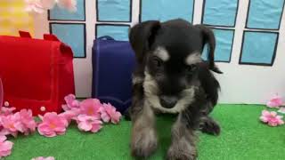 ミニチュアシュナウザーの動画01