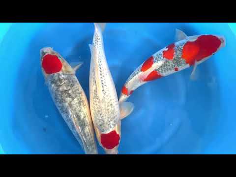 JKS-07 Super Tancho Goshiki and Goshiki, 2Sai F