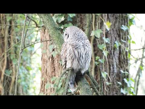 Barred Owl Three