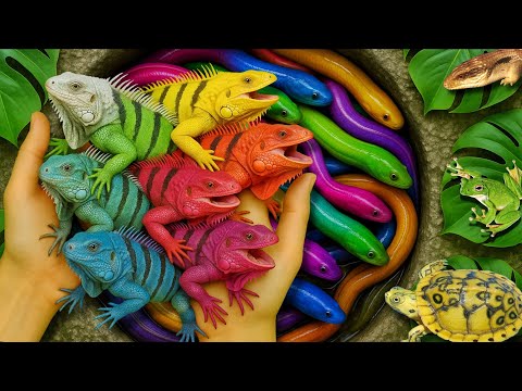 Catch beautiful aquarium fish in small pond: baby turtles, eels, iguana, cute fish, tadpoles, nemo