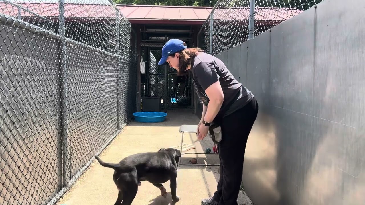 Video preview