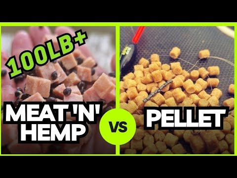 Margin and Shallow Fishing for Carp with Pellet and Meat  - Mega Margin Bites