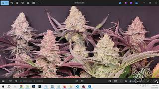 Lollipop Solo Cups - Strain Hunt - Seed to Harvest