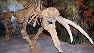 DESCOBERTAS - Fósseis de Animais Pré-históricos que Vão Mudar Sua Visão Sobre o Passado!