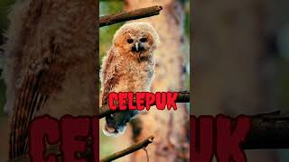 Download lagu Seram! suara burung CELEPUK #short #wantarakicau mp3 Download lagu Seram! suara burung CELEPUK #short #wantarakicau mp3