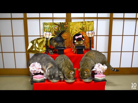 猫の雛人形=ↀωↀ= Cat Hina Doll Cosutume