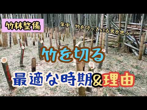 竹:植えるのに適した時期はいつですか? トピックス
