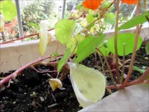 Butterfly laying eggs - פרפרה מטילה ביצים