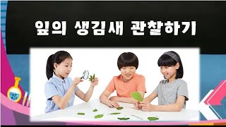 4학년 2학기 과학 : 잎의 생김새 관찰하기