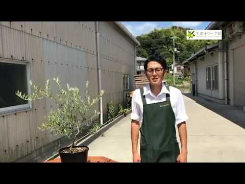 園芸 オリーブの木のさまざまな剪定方法