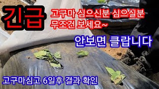 긴급공지~ 고구마 심으신분 심으실분 무조건 보세요~  고구마심는방법,시기,고구마모종,종순
