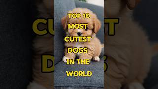 Download lagu Top 10 most Cutest Dogs in the World 🥰#shortsfeed #shortvideos #top10 #shorts #viralvideos #dog mp3
