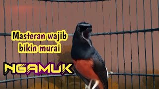 Download lagu PANCINGAN MURAI BATU GACOR FULL ISIAN, SEKALI DENGAR AMPUH BUKIN MURAI EMOSI NAIK JADI ON PLAY NGERI mp3