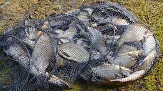 Прикормка и ароматизаторы при ловли леща