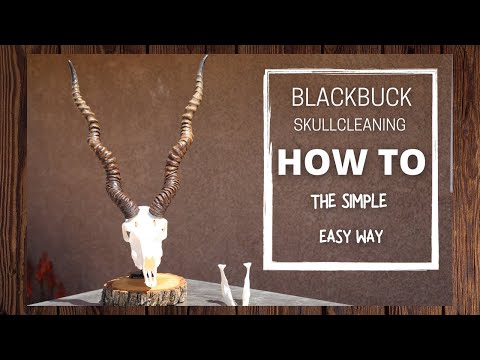 HOW TO CLEAN A BLACKBUCK SKULL