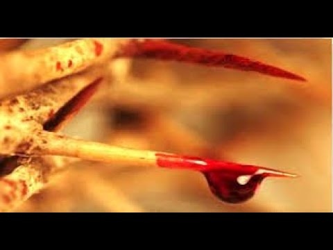 The Blood Reprise