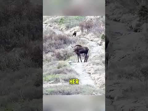 "Moose Mom vs. Bear: A Mother's Fight" #Moose #GrizzlyBear #WildlifeProtection