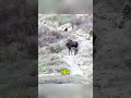"Moose Mom vs. Bear: A Mother's Fight" #Moose #GrizzlyBear #WildlifeProtection