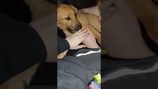 Redbone Coonhound Puppies Videos