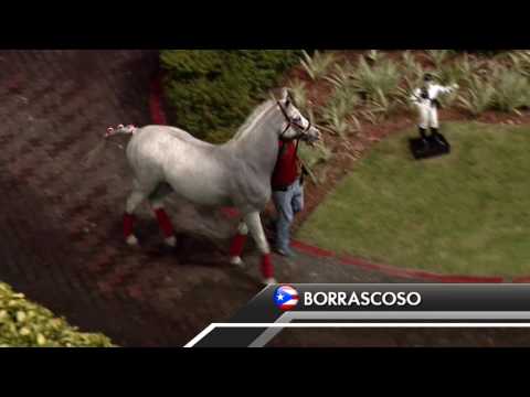 Borrascoso exhibido en la Serie Hípica 2016