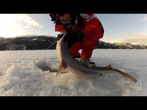 Strømsild, pighaj og sømrokke på isen