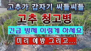 [텃밭농부 1,538]  고추가 갑자기 씨들씨들 해 지는 청고병을 예방하는 방법. #고추청고병 #고추재배