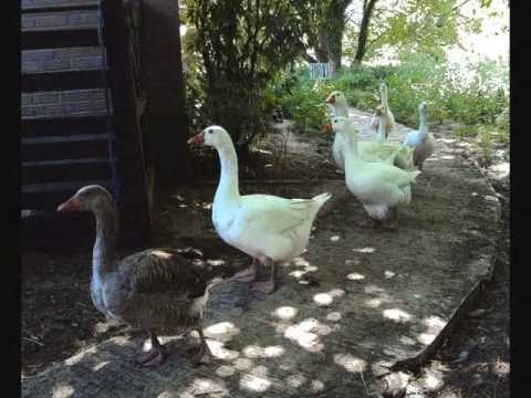 Anthony Phillips - Sleepfall the geese fly west