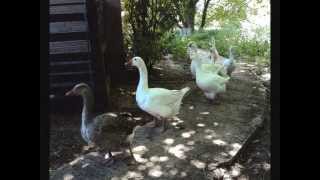 Anthony Phillips - Sleepfall the geese fly west