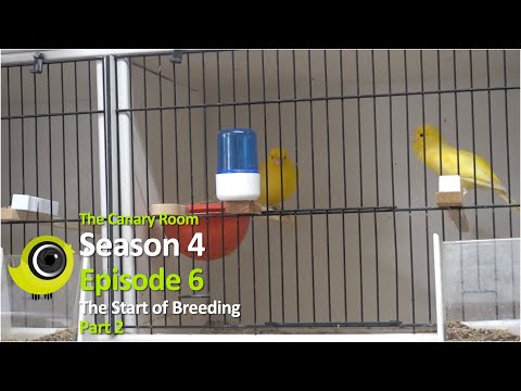 The Canary Room - Season 4 - Episode 6 The start of the breeding season part 2