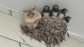New Funniest Cats And Dogs Videos 2025  😁