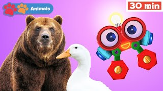Learn Animals w Robi | Educational Early Learning Videos | Animals Names & Sounds | Bear & Duck +